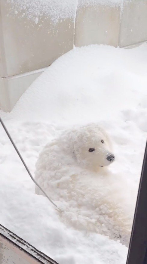 雪の中に寝転がって、カメラを振り返る犬