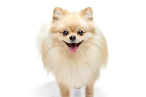 ポメラニアンのアップ
