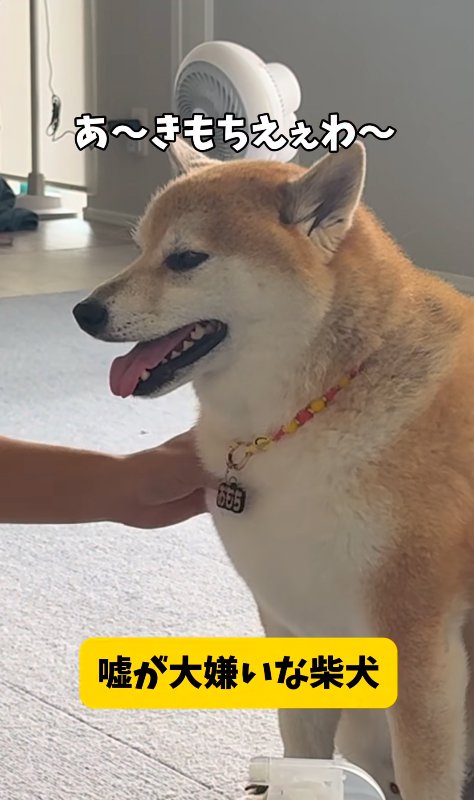 飼い主に撫でてもらう柴犬