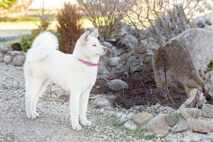 砂利道で佇む秋田犬