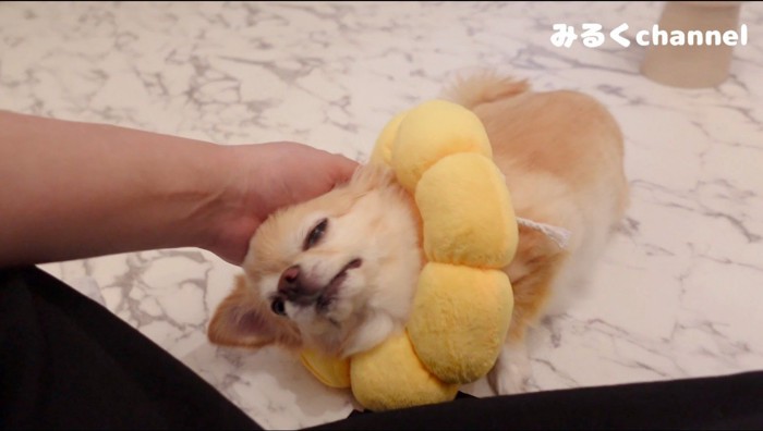 飼い主に頭を撫でられて目を細める犬