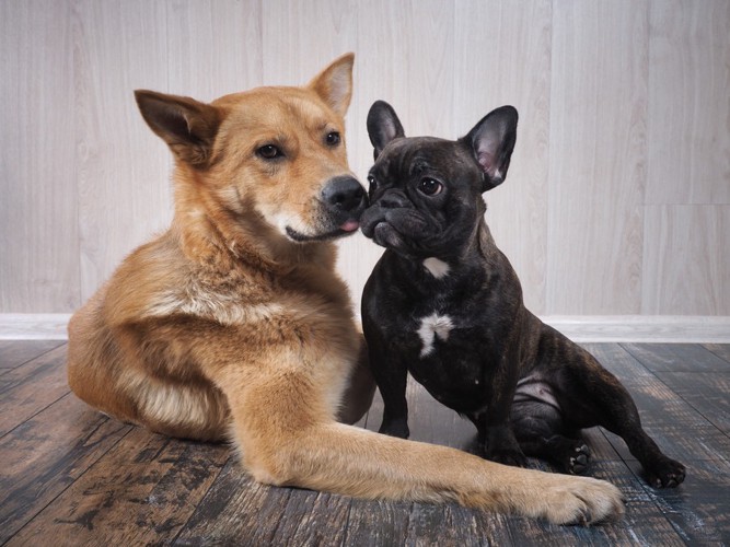 小型犬と中型犬