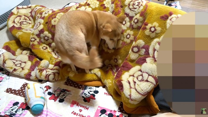 いいポジションを探してくるくる