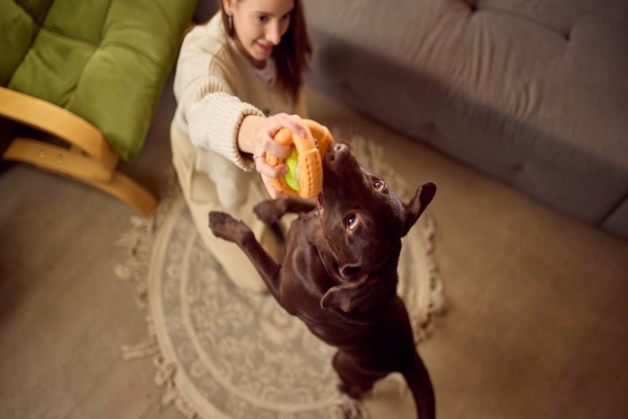 おもちゃで遊ぶ犬と女性