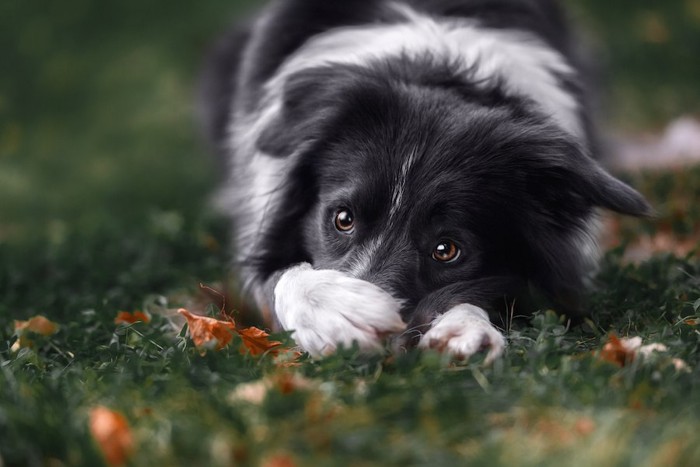 自分の口を前足でおさえる犬