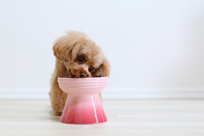 食器からごはんを食べている犬