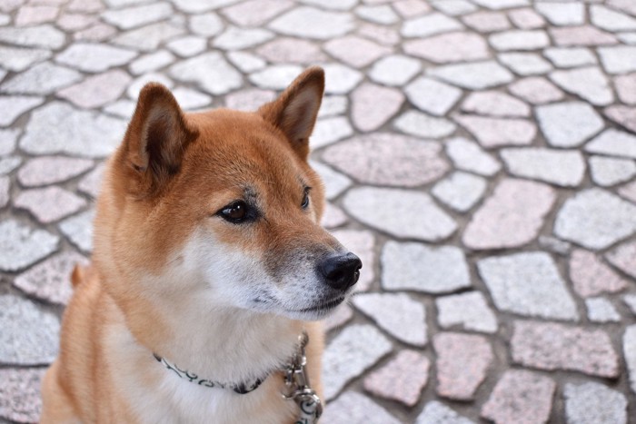 座って見つめる柴犬