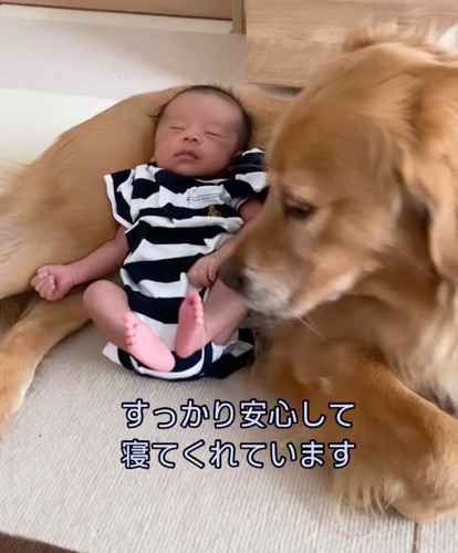 赤ちゃんを見守る大型犬