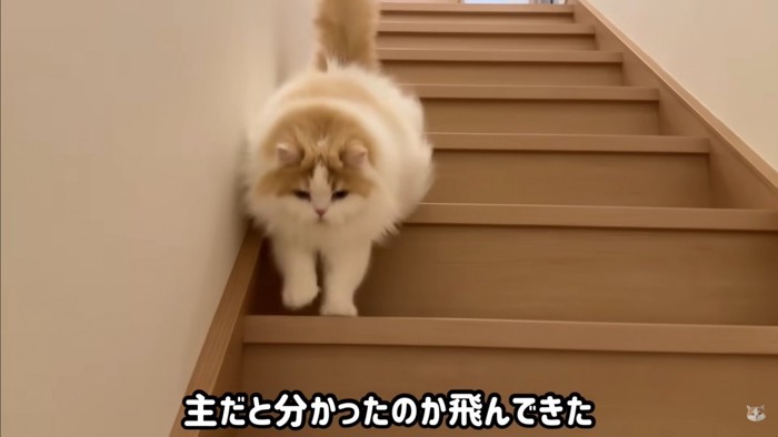 飼い主さんとポテチくん＆レモンさんの再会3