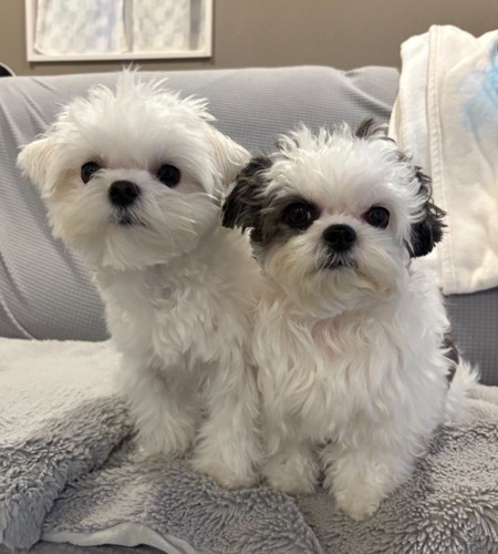 ライスくん＆ハラミちゃん