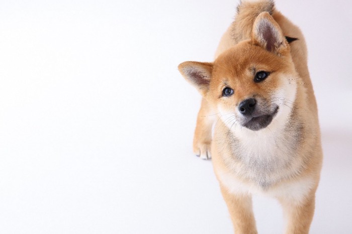 首をかしげる柴犬の子犬