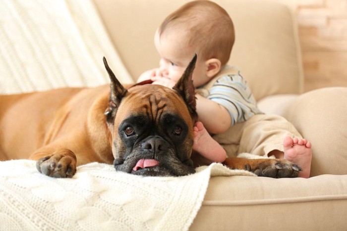 赤ちゃんのそばにいる舌を出したボクサー犬