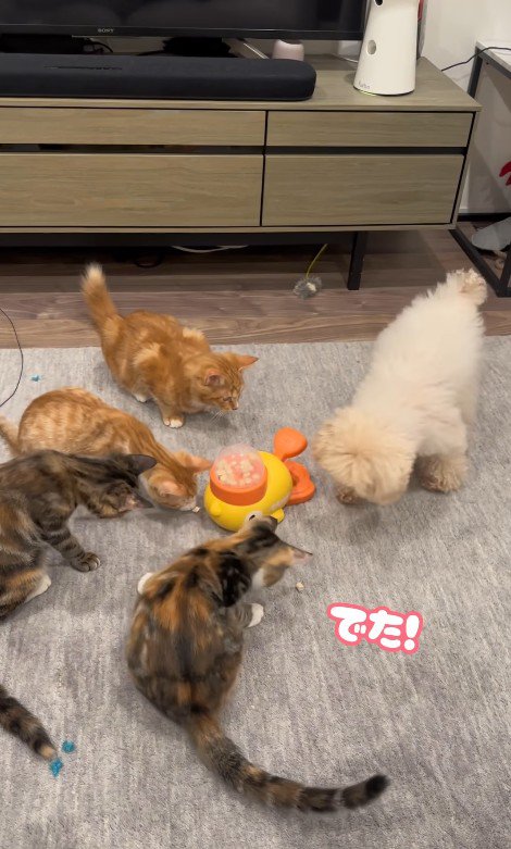 配給係をするくるみちゃん3