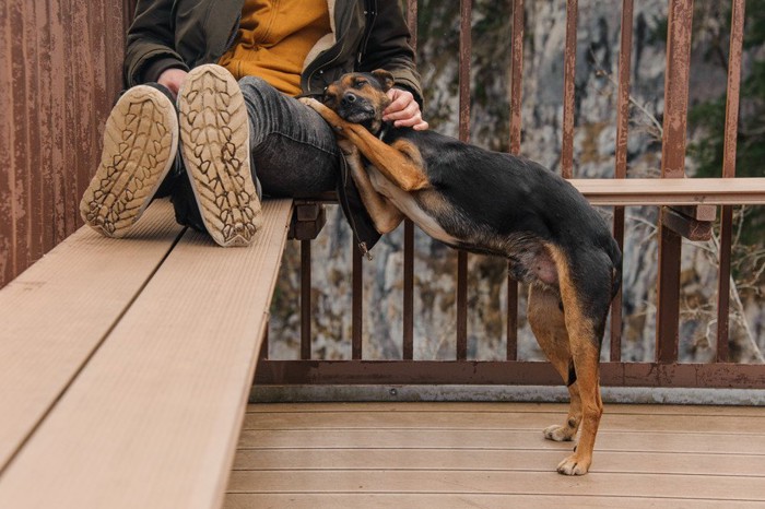 立ちながら飼い主にもたれている犬