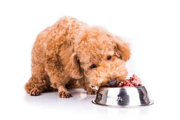 肉を食べている犬