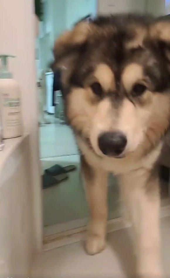 近づくぽてまる君