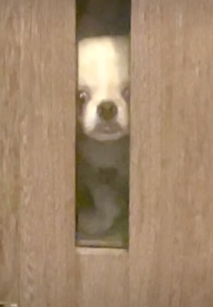 悲しそうに見つめる犬