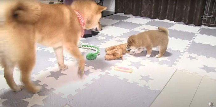 部屋の中で動き回る子犬と成犬