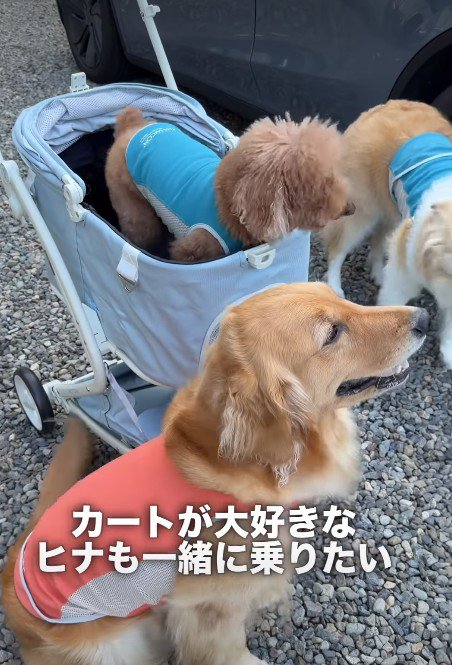 「私も乗りたい！」