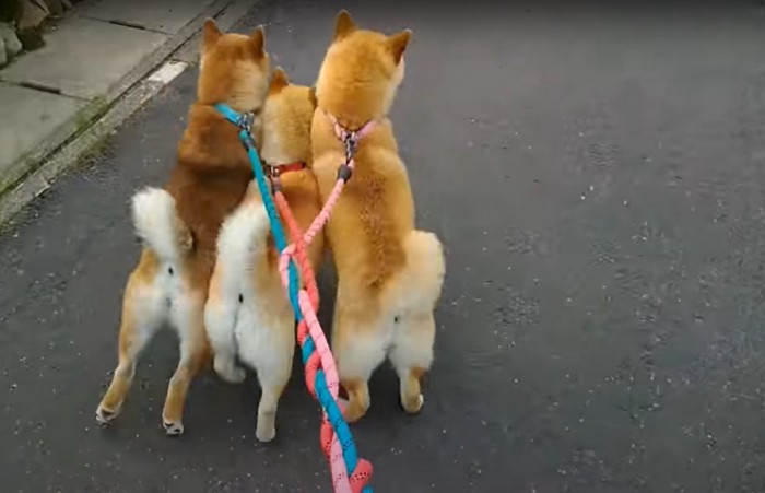 立ち上がる柴犬たち