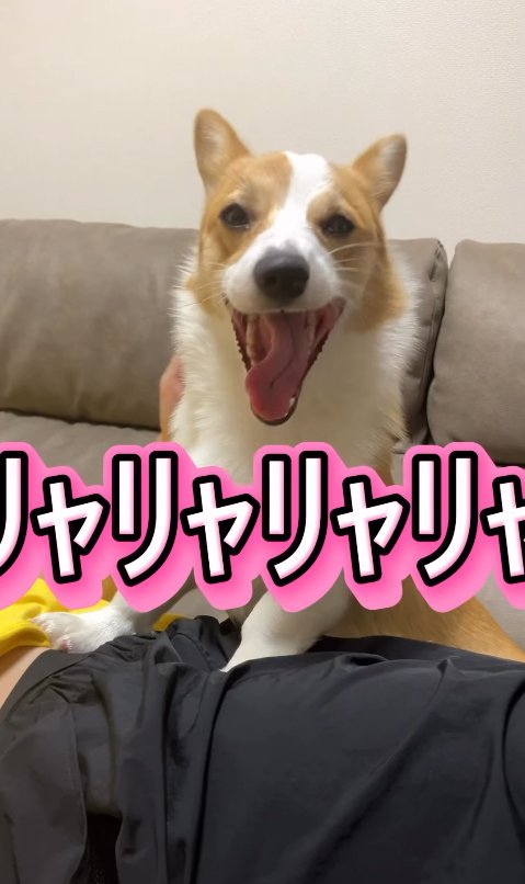 笑顔のコーギー