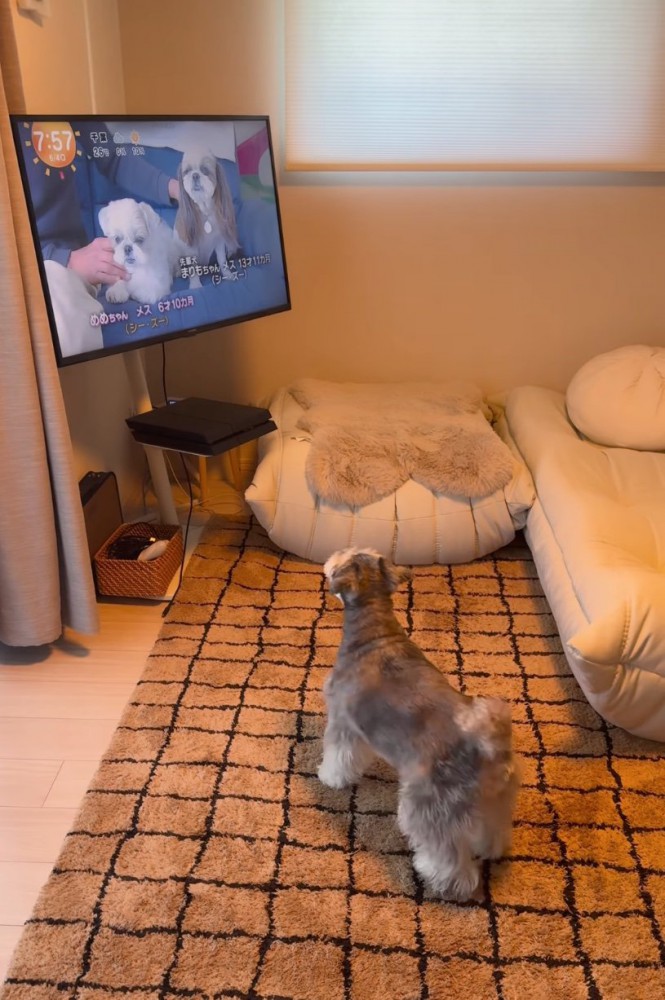 立ち上がる犬