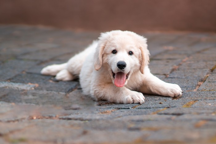 路上で伏せているクーバースの子犬
