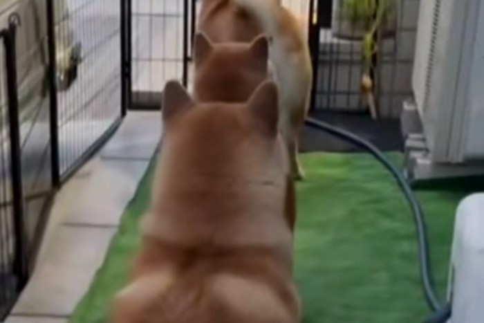 飼い主さんが帰宅すると