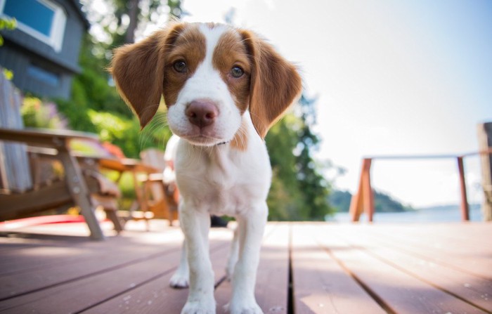 こちらをのぞき込むブリタニースパニエルの子犬