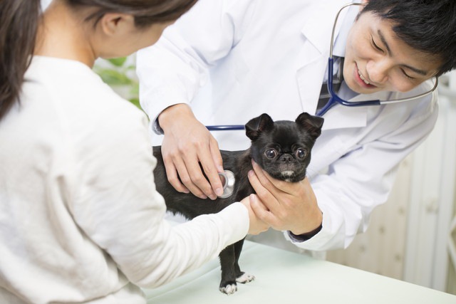 子犬と飼い主と獣医師