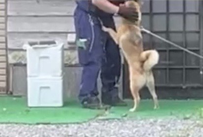 配達員に前足をかけて甘える犬