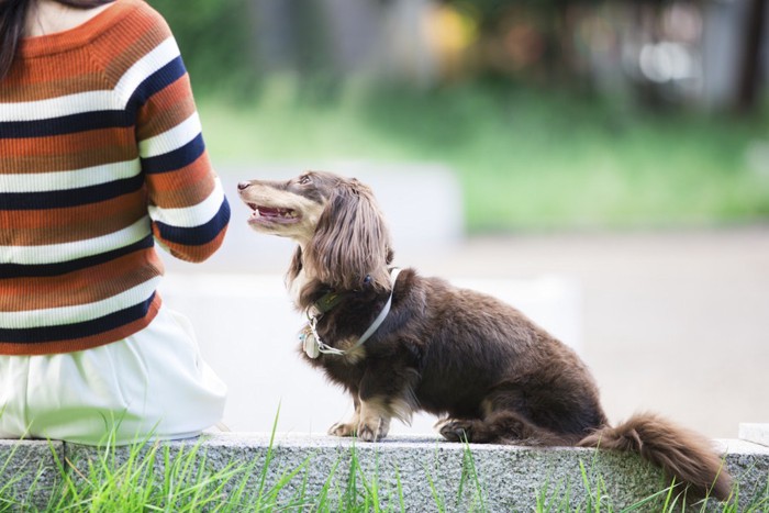 飼い主さんを見つめる犬