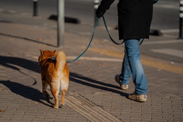 散歩中の犬と人の後ろ姿