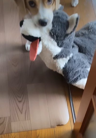 おもちゃを咥えて…