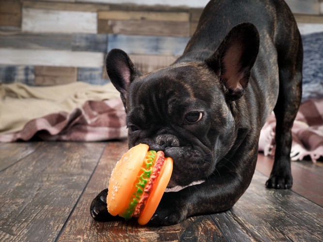 ハンバーガーのおもちゃとフレンチブルドッグ