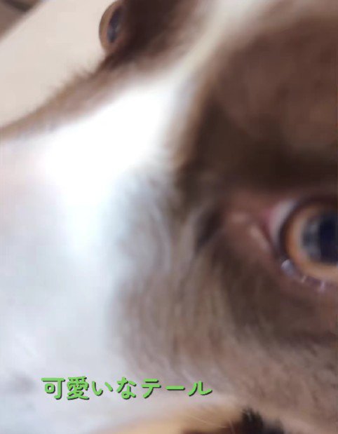 投稿主さんもメロメロ!?