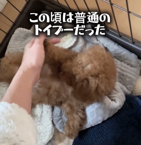 なでられる犬