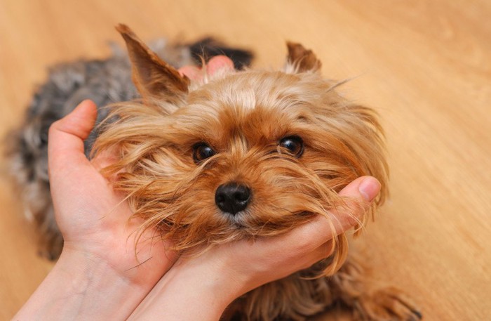 顔を手で包まれる犬