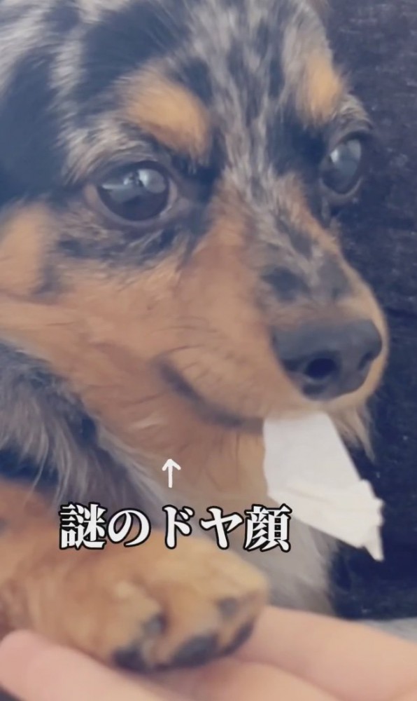 ドヤッ