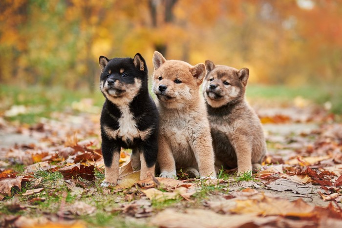 並んで座る3匹の柴の子犬たち