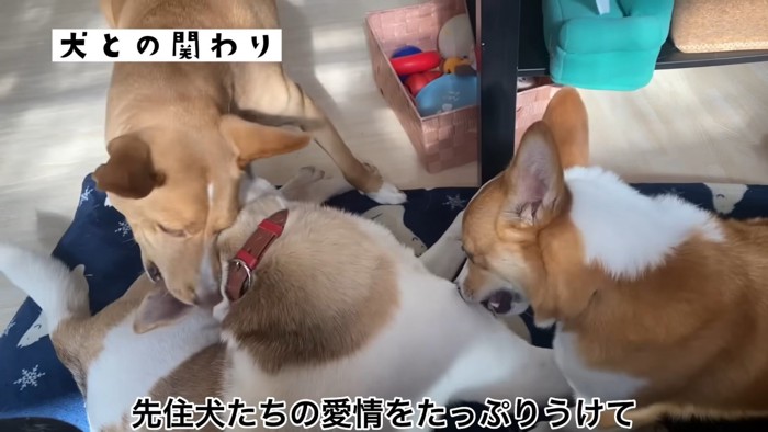 りゅうくんと先住犬2