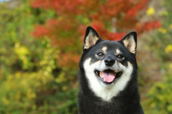 幸せそうな犬