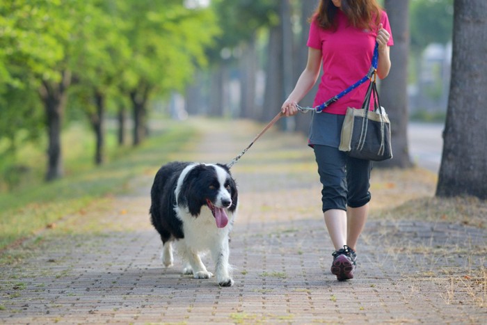 散歩する犬