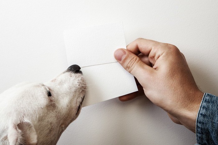 カードを持つ手と犬