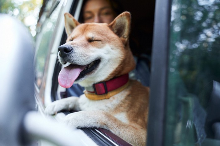 車内で楽しそうな柴犬