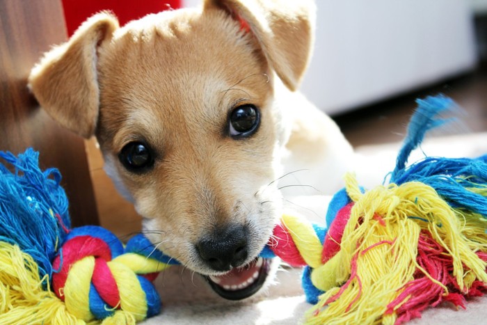 おもちゃで遊んでいる犬