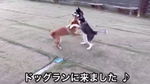 じゃれ合う若い柴犬とハスキー犬