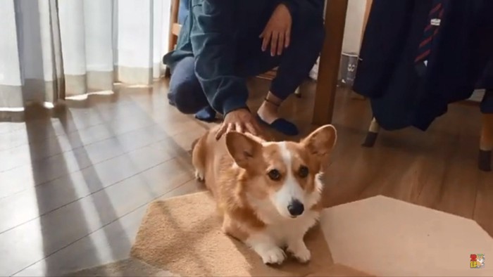 3人の真ん中でふせするはなちゃん