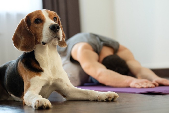 ヨガをする男性と犬