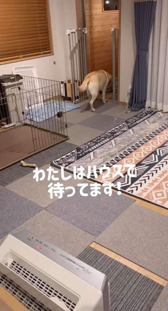 ハウスへ入ろうとする犬